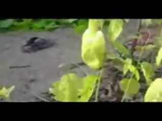 Desi schoolboy fucking gal in fields